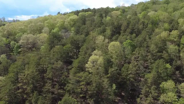 a view of a forest with trees all around