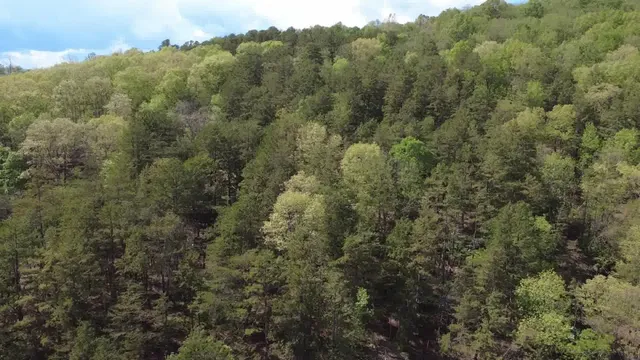 a view of a big yard with large trees