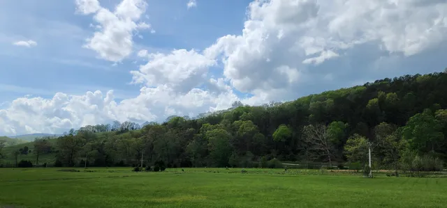 a grassy field with trees in the background