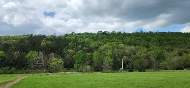 a view of grassy field with trees