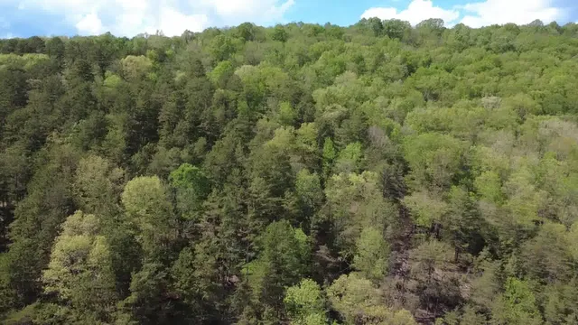 a view of a forest with trees in the background