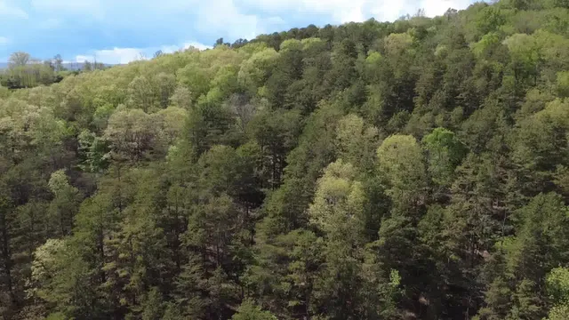 a view of a forest with lots of trees