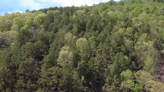 a view of a forest with trees all around