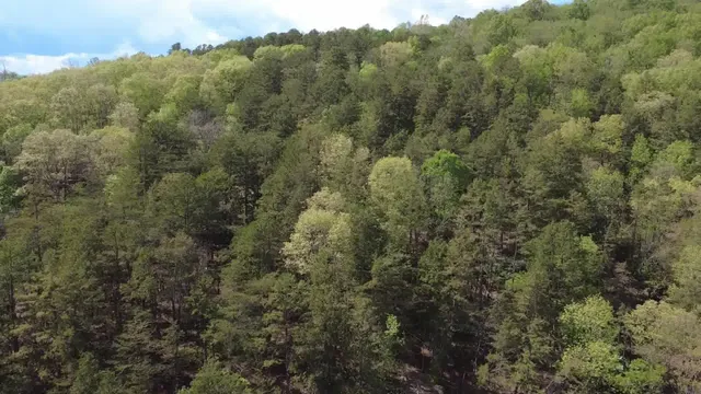a view of a forest with trees all around