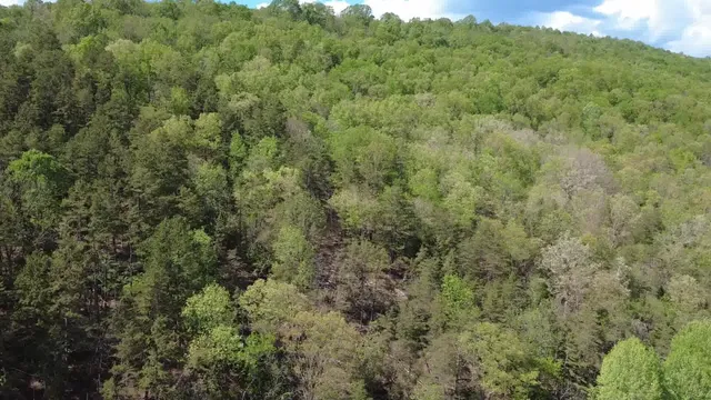 a view of a forest with a street