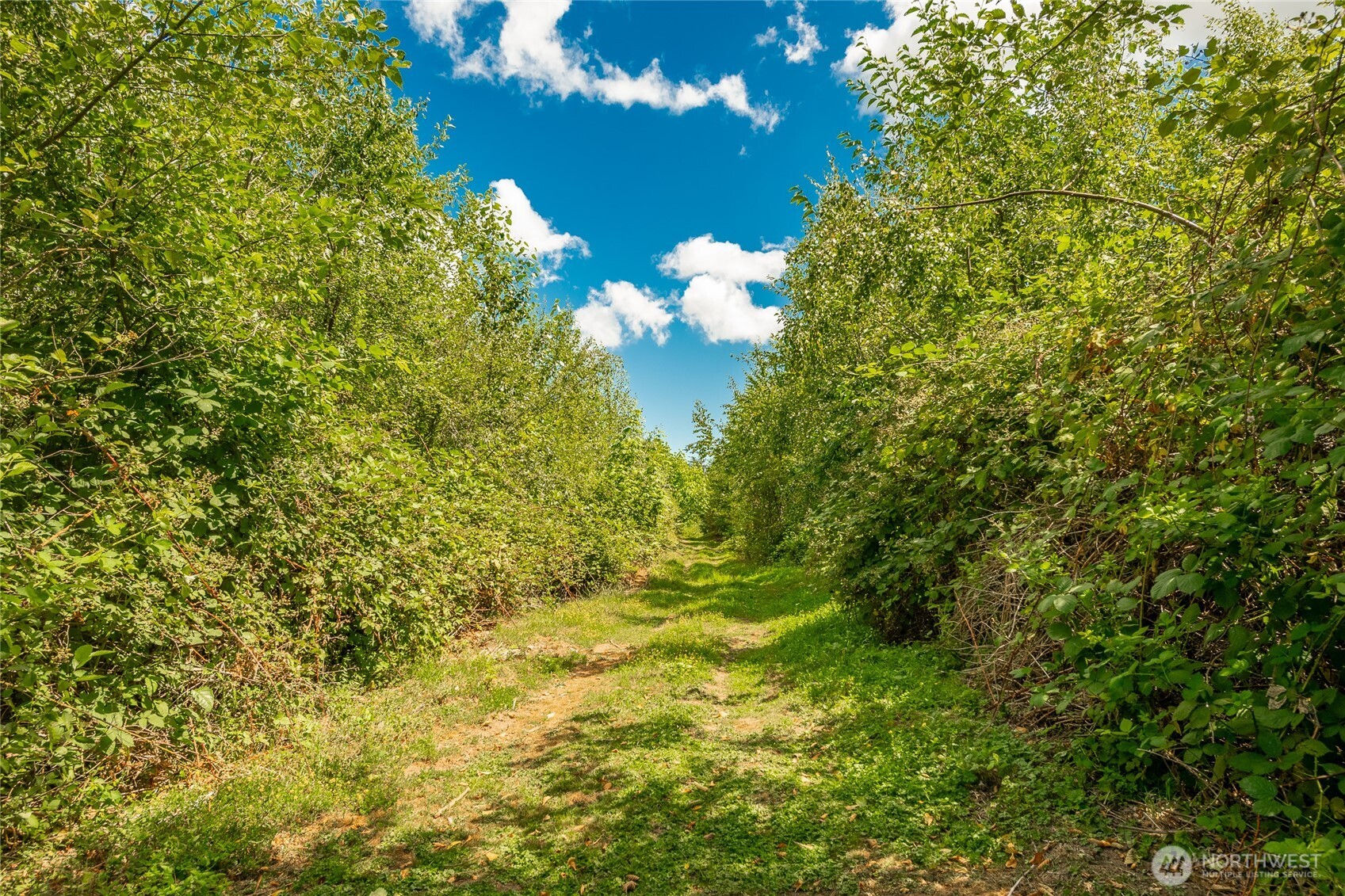 0 Sunrise Road Custer, WA 98240 - Photo 6 of 13 a view of a tree with a yard