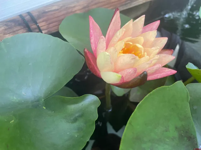 a view of a flower pot