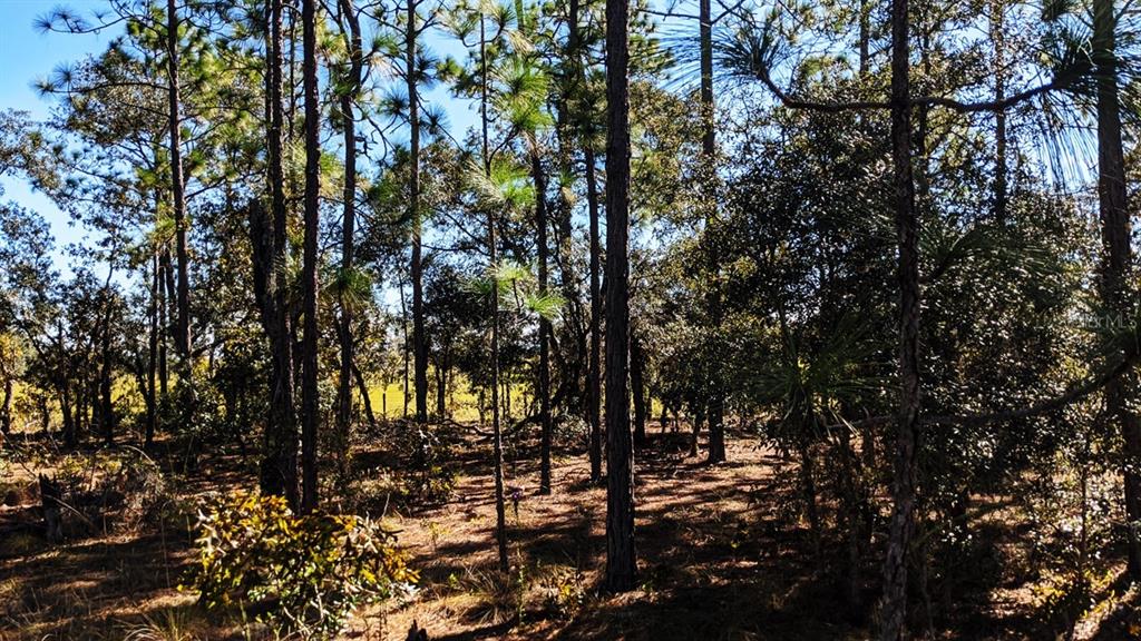 7781 Southwest 121st Terrace Road Dunnellon, FL 34432 - Photo 5 of 9 Gallery Image 5