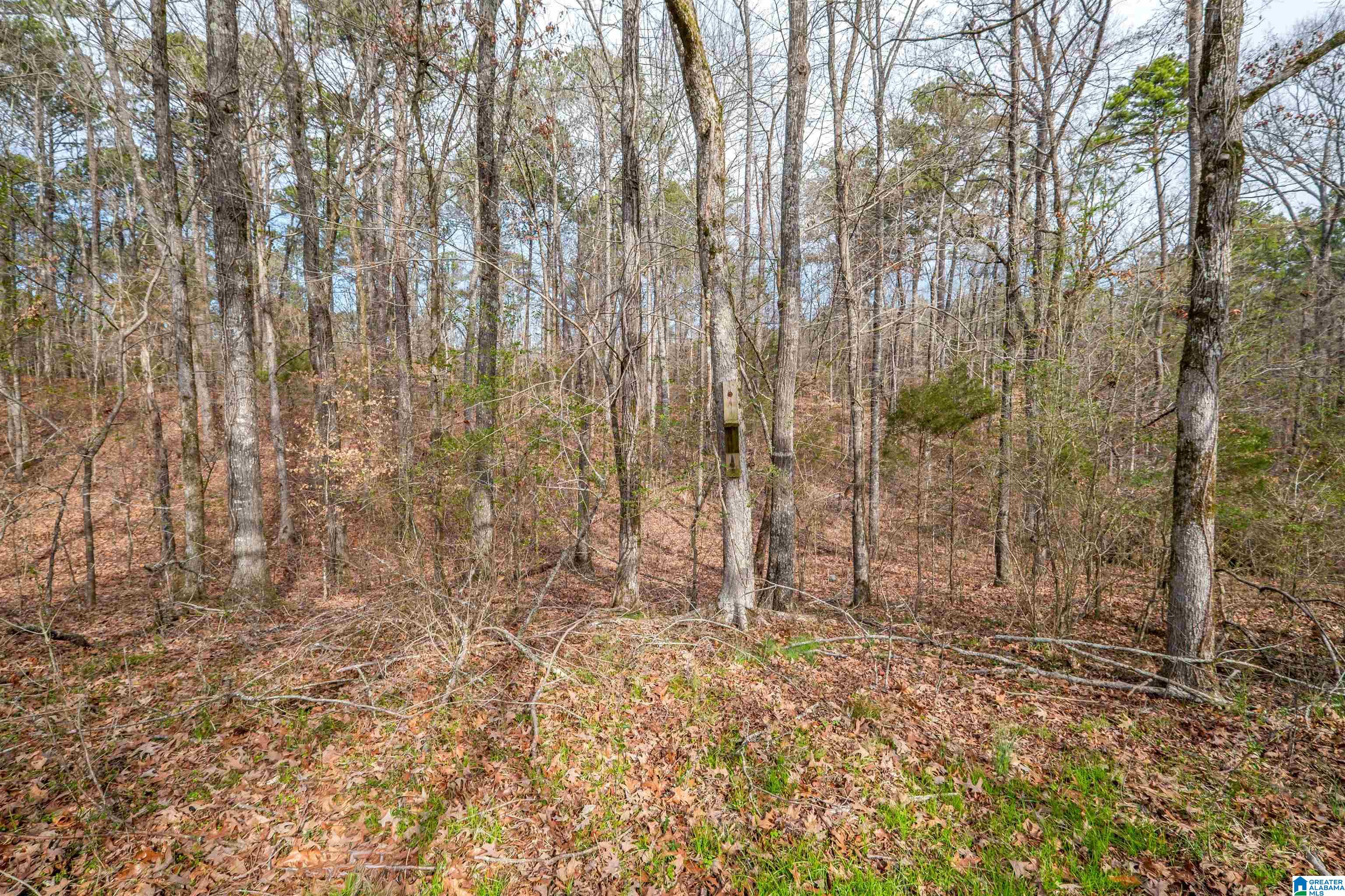 329-acres Ragan Chapel Road Ohatchee, AL 36271 - Photo 28 of 42 Gallery Image 28