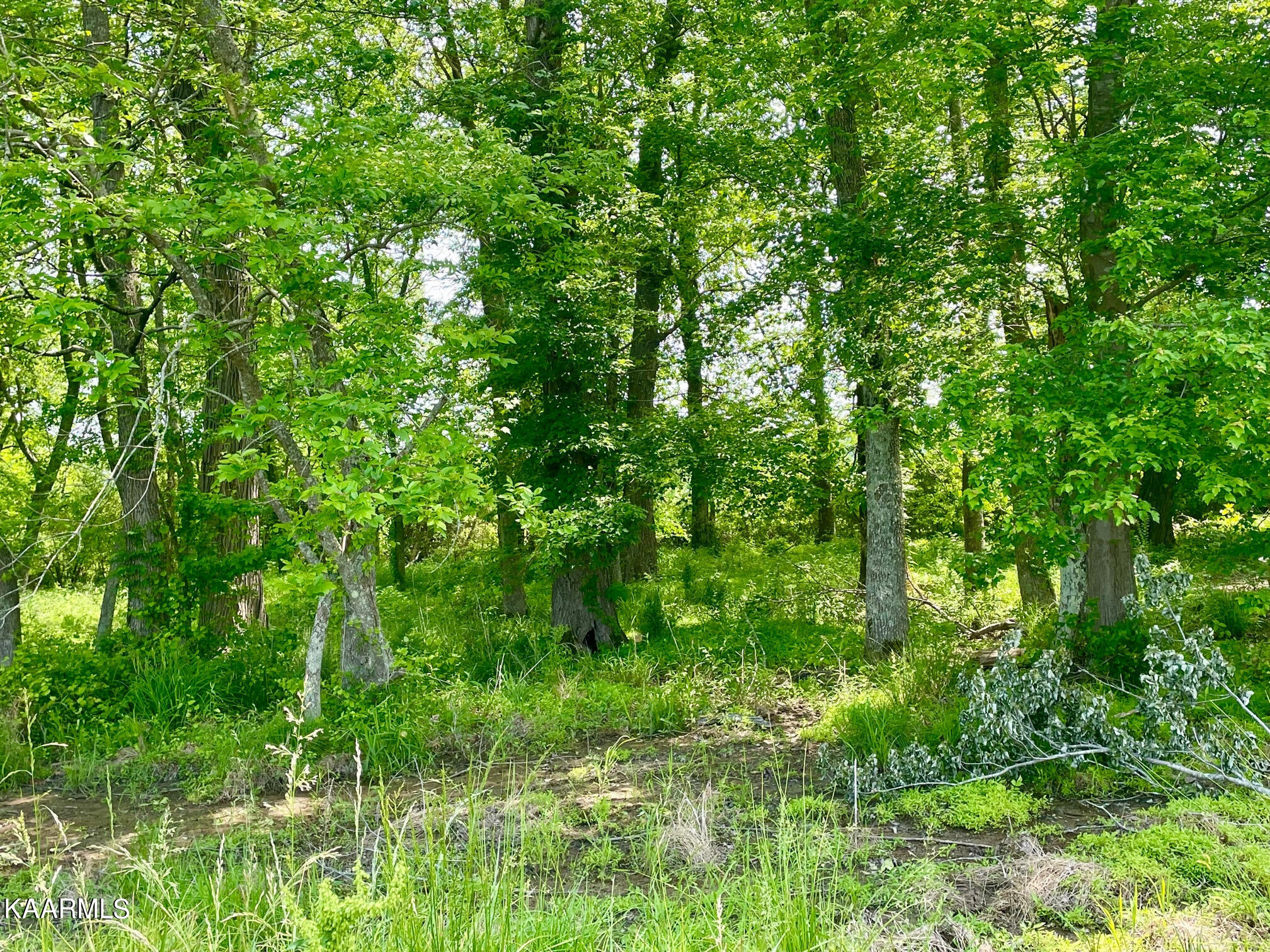 Kentucky Road Walling, TN 38587 - Photo 7 of 19 wooded area1