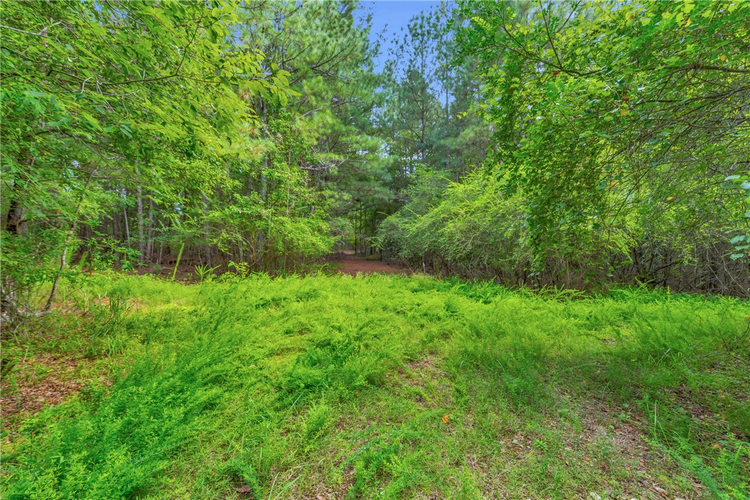 0 Old Norris Road Liberty, SC 29657 - Photo 11 of 20 Open Clearing