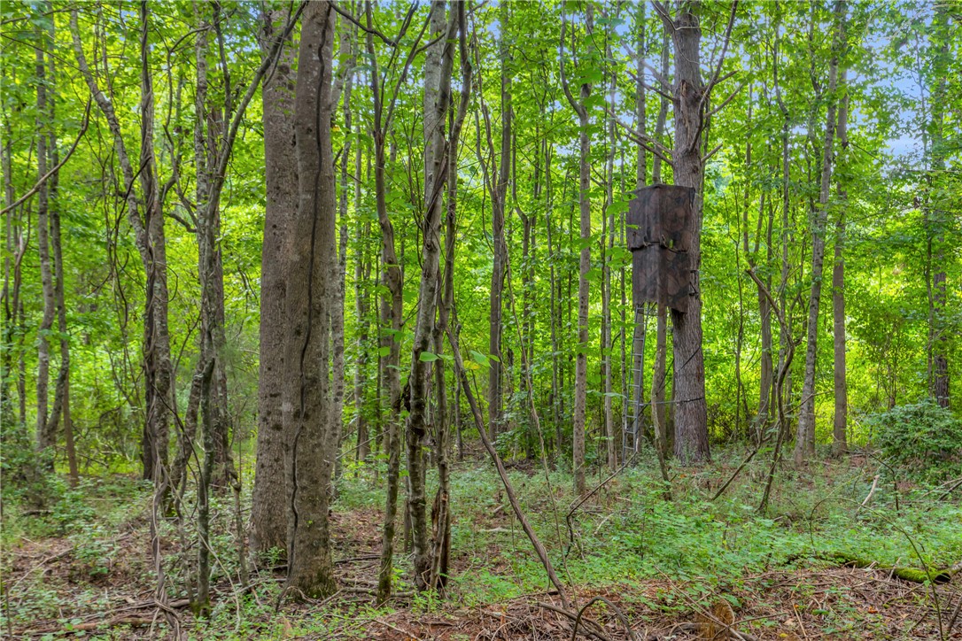 0 Old Norris Road Liberty, SC 29657 - Photo 4 of 20 Hunting Stand