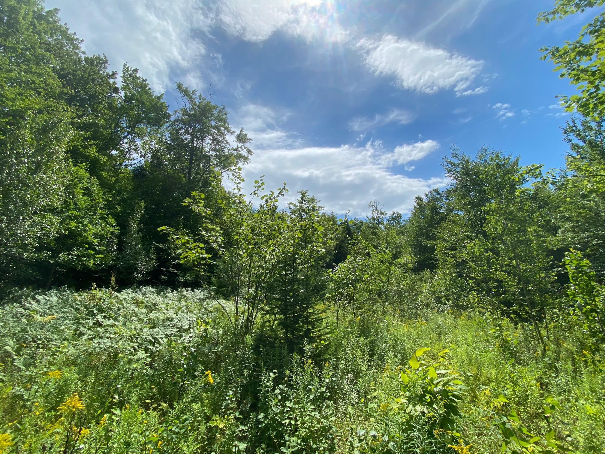 87 Dogtown Road Palmyra, ME 04965 - Photo 5 of 10 5