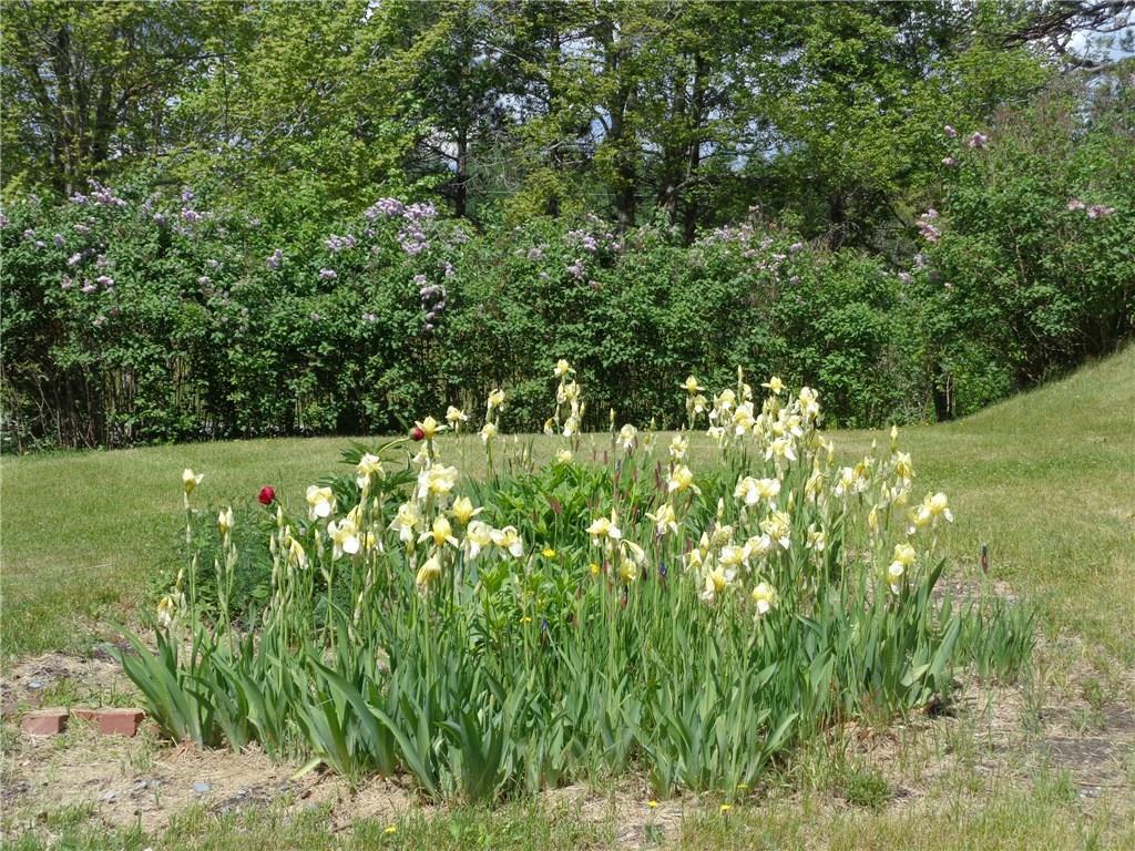 69 East Side Road Steuben, ME 04680 - Photo 16 of 31 Iris garden