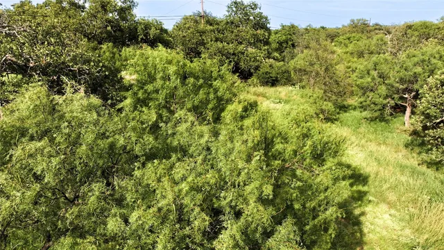 a view of a forest with a tree