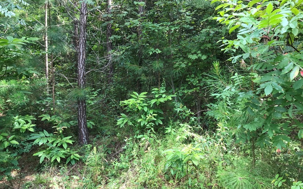 81 Bear Paw Views Murphy, NC 28906 - Photo 2 of 4 a view of a lush green forest