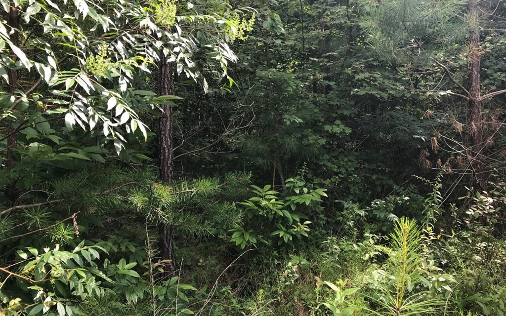 81 Bear Paw Views Murphy, NC 28906 - Photo 3 of 4 a view of a garden