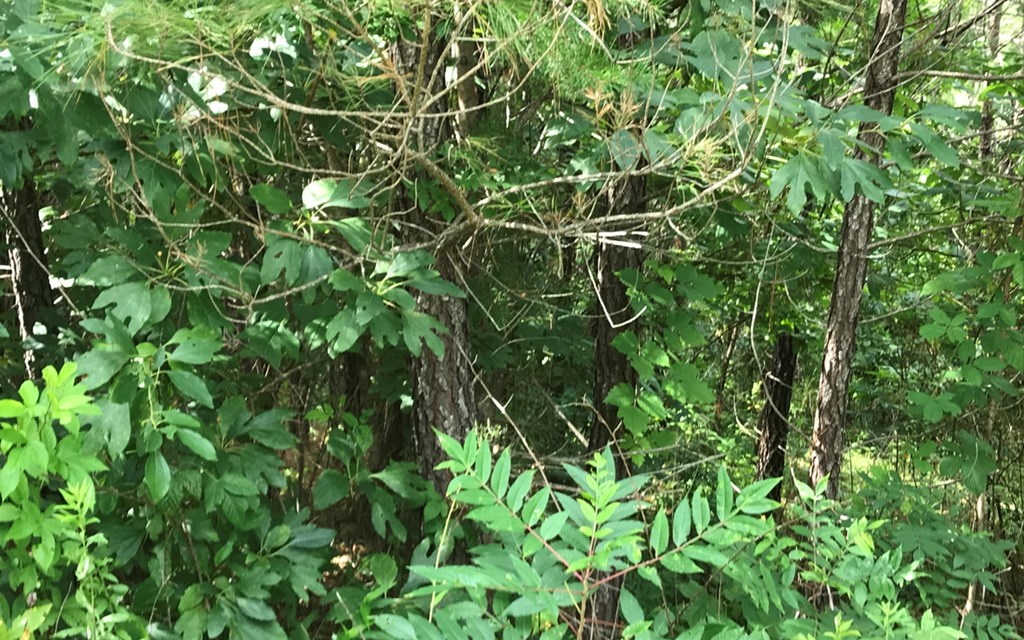 81 Bear Paw Views Murphy, NC 28906 - Photo 4 of 4 a view of a plant in a garden