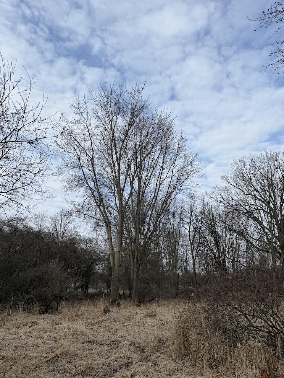 Vl Harper Road Holt, MI 48842 - Photo 13 of 45 IMG_2672