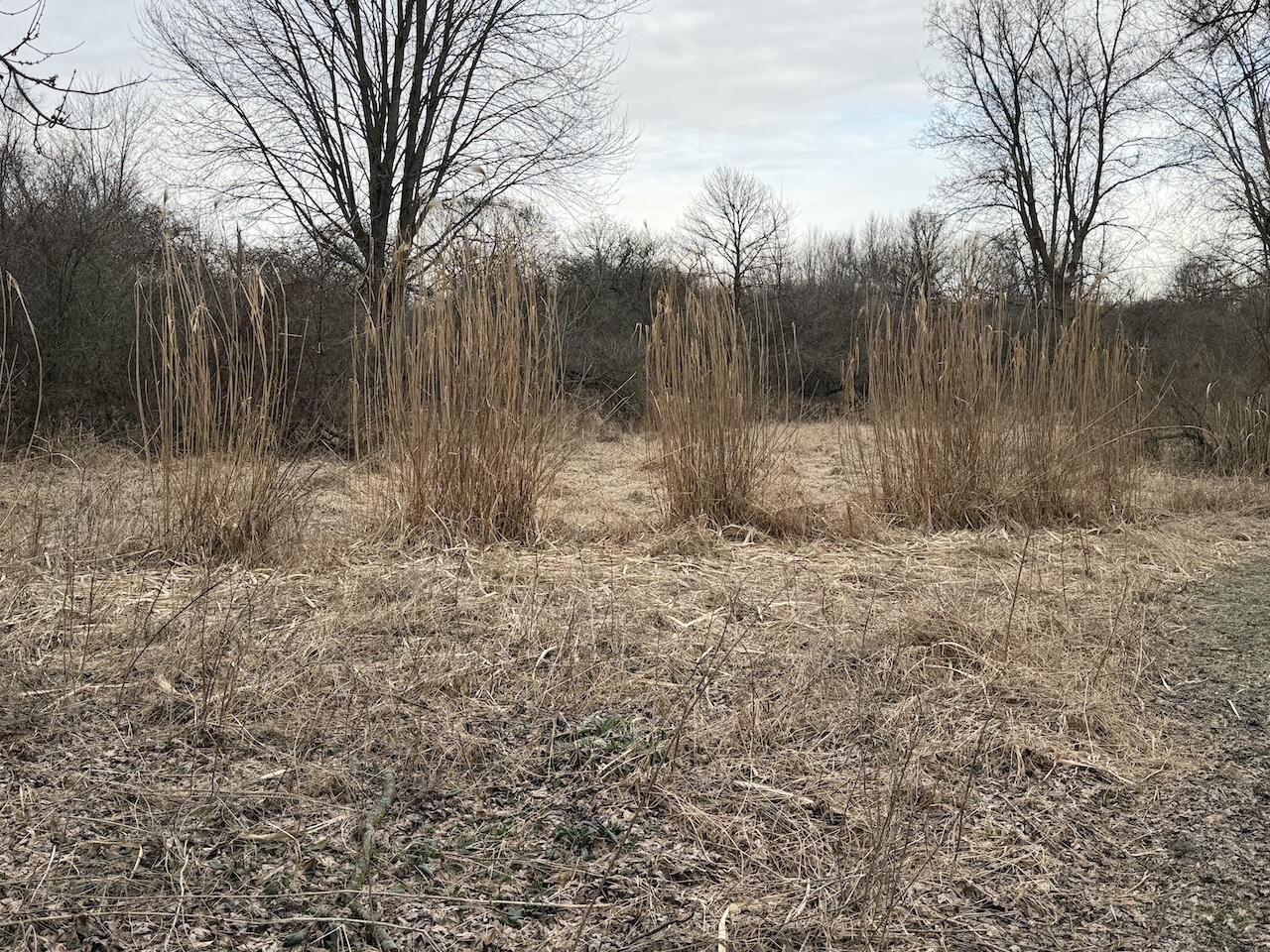 Vl Harper Road Holt, MI 48842 - Photo 28 of 45 IMG_2627