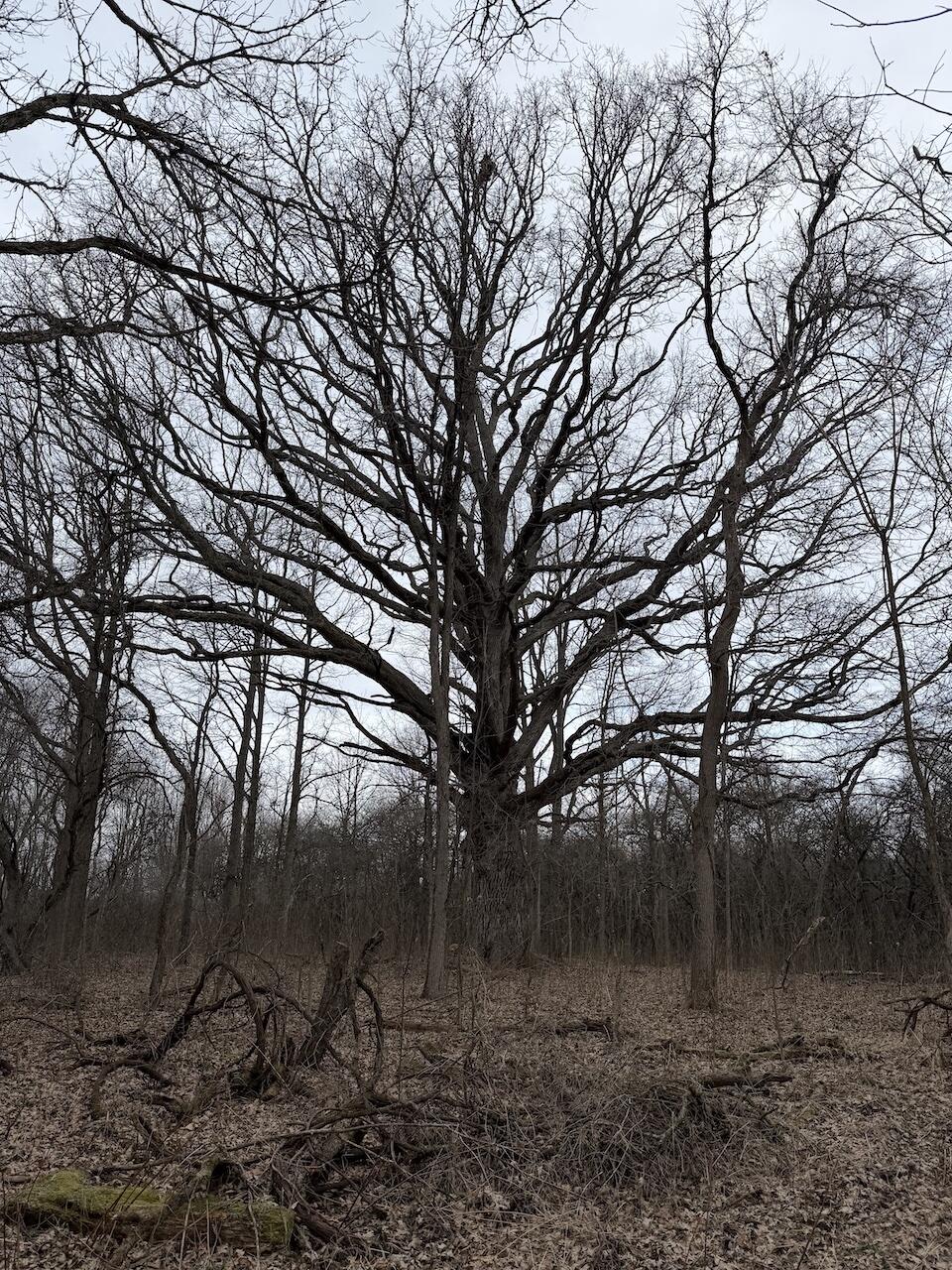 Vl Harper Road Holt, MI 48842 - Photo 7 of 45 IMG_2644