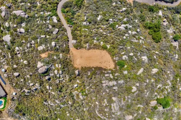a picture of a tree
