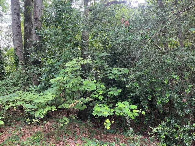 a view of a lush green forest
