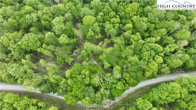 a view of a lush green forest