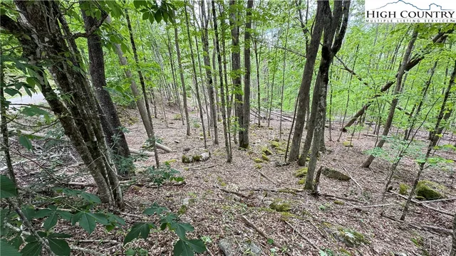 a plant is in the forest