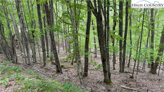 a view of a backyard with plants and large trees