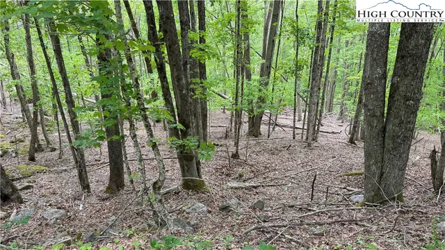 a view of a garden with plants
