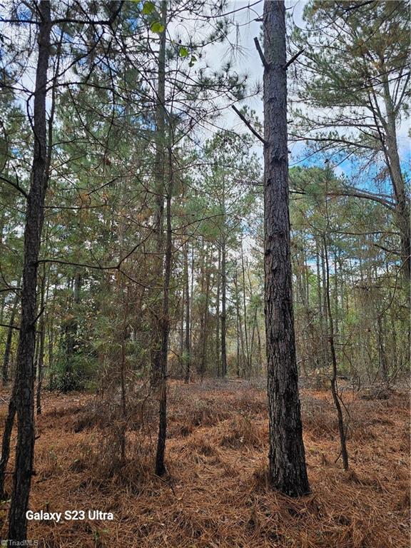 800 Windblow Road Jackson Springs, NC 27281 - Photo 3 of 5 Pines on 5.5 ac. parcel
