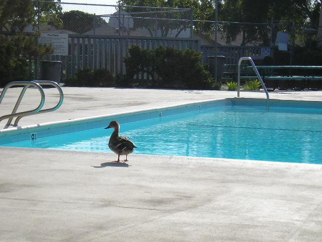 7263 Georgetown Road Goleta, CA 93117 - Photo 14 of 14 Duck at the pool