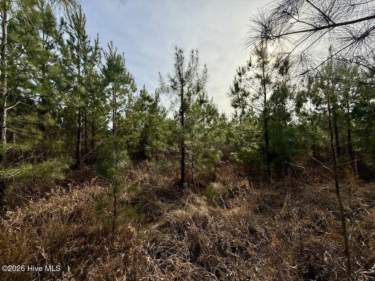 0 Old Washington Road Vanceboro, NC 28586 - Photo 10 of 34 10