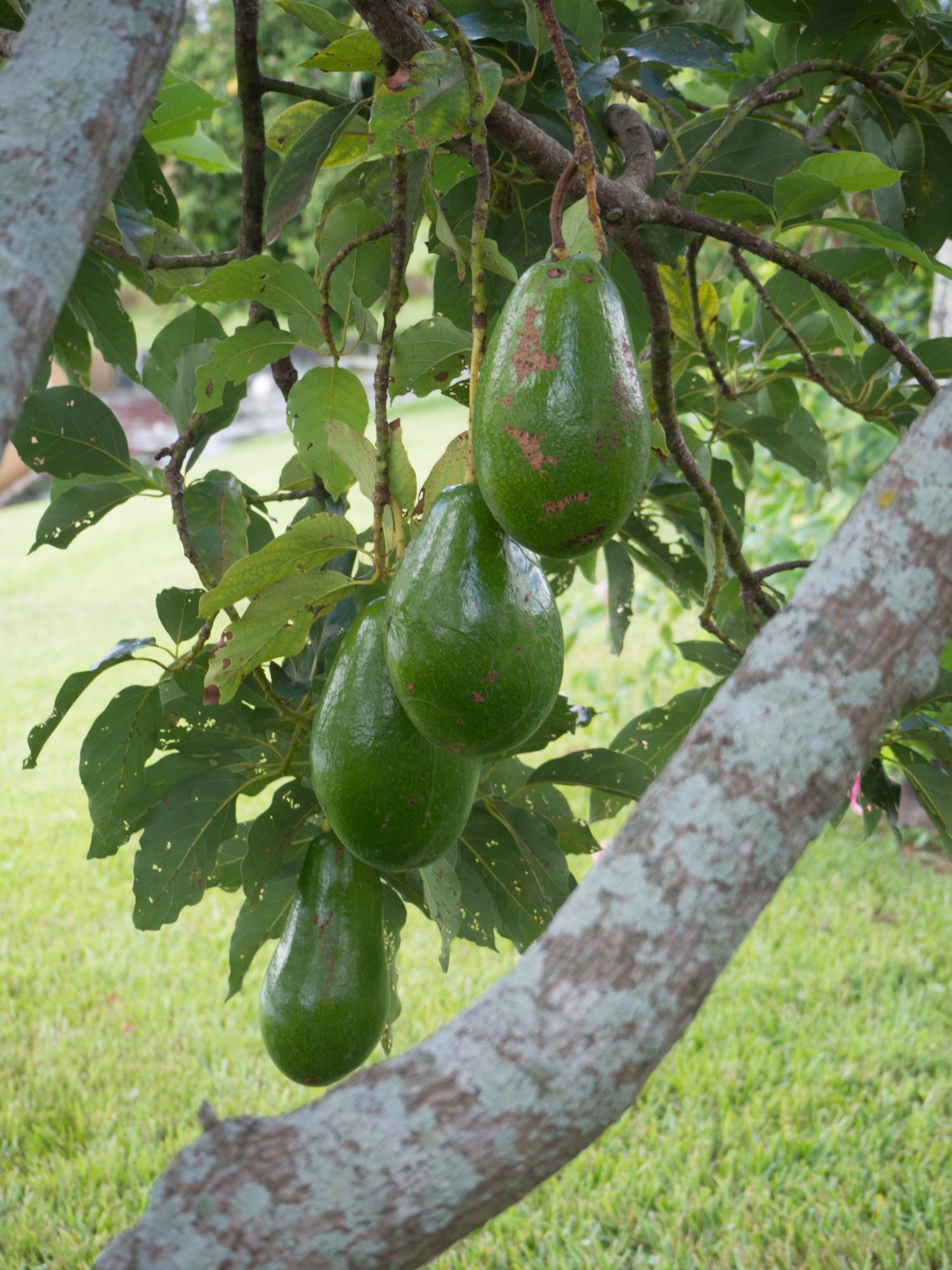 1754 Rye Terrace Wellington, FL 33414 - Photo 33 of 33 Avocado Tree