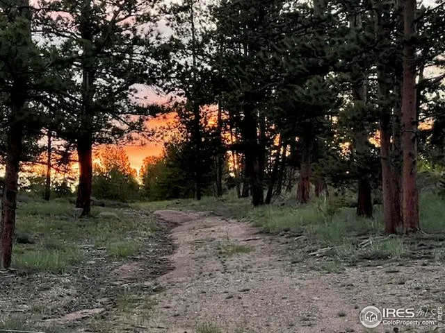 a view of a forest with trees in the background