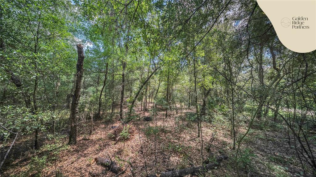 Dunham Avenue Interlachen, FL 32148 - Photo 12 of 28 a view of a forest with a tree