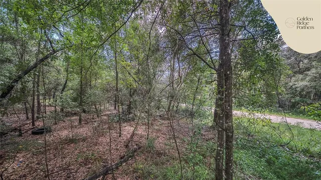 a view of a forest with trees in the background