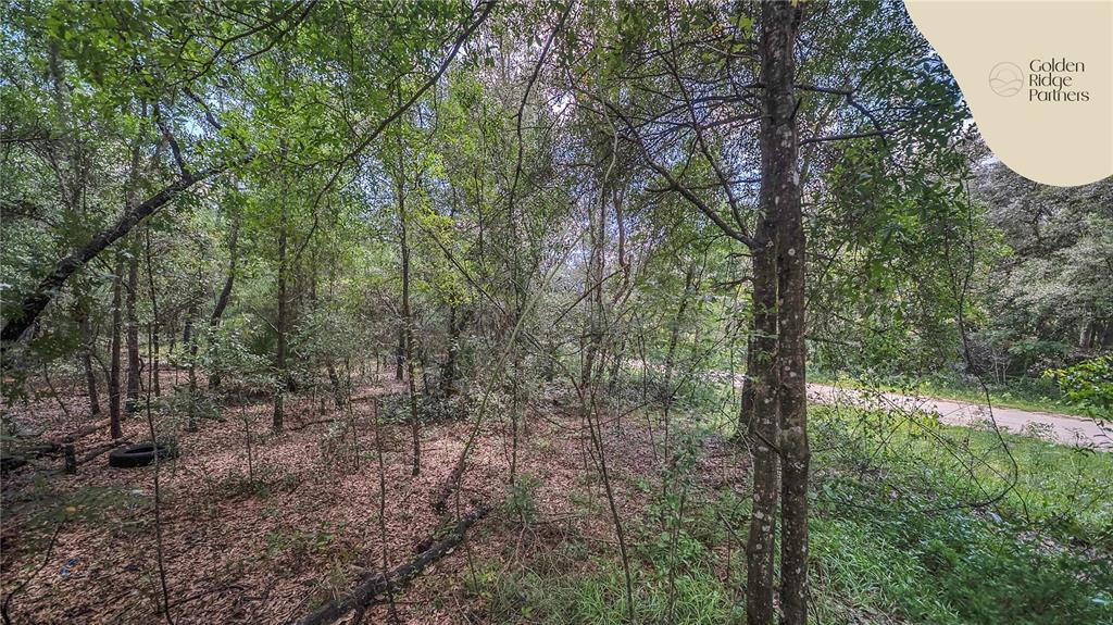 Dunham Avenue Interlachen, FL 32148 - Photo 13 of 28 a view of a forest with trees in the background