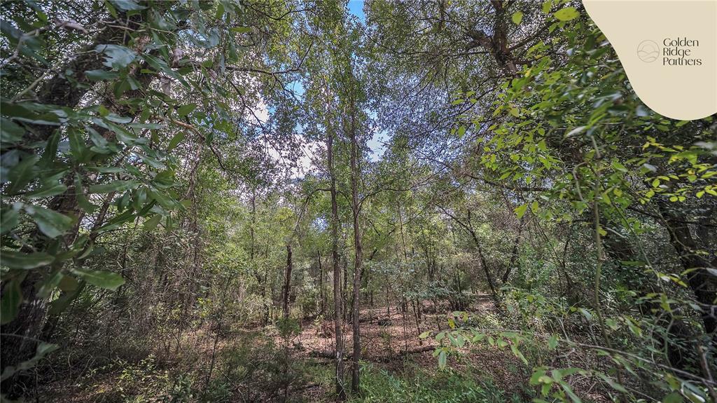 Dunham Avenue Interlachen, FL 32148 - Photo 6 of 28 a view of a forest