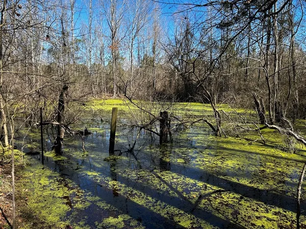 a view of a yard with plants