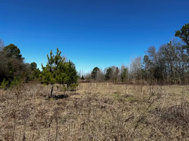 a view of some trees in a field