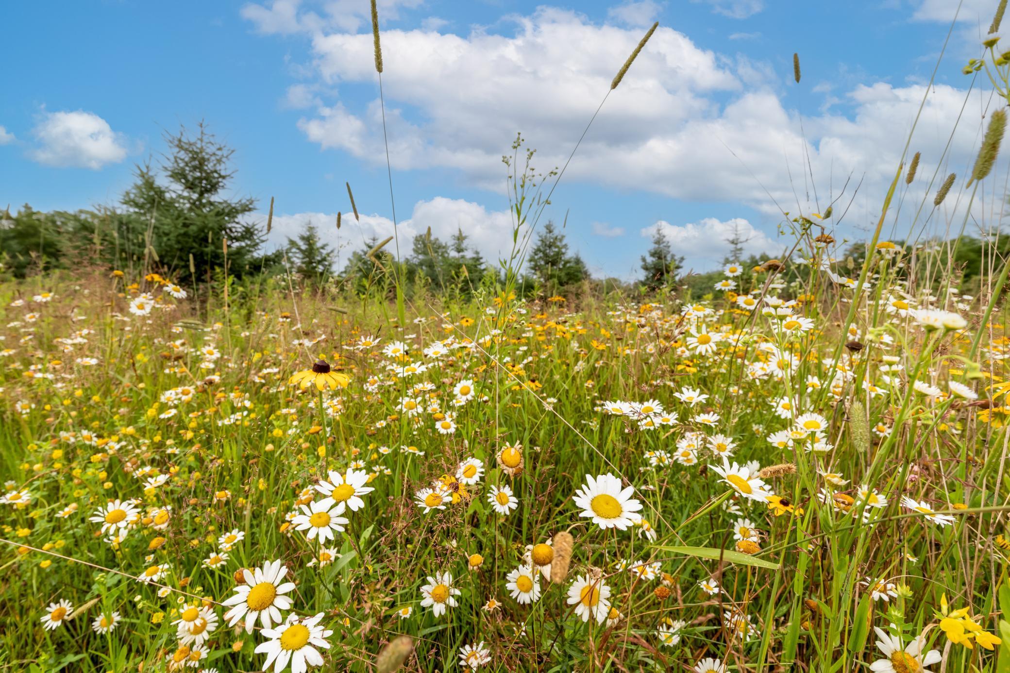 24555 Emstad Road Brainerd, MN 56401 - Photo 31 of 39