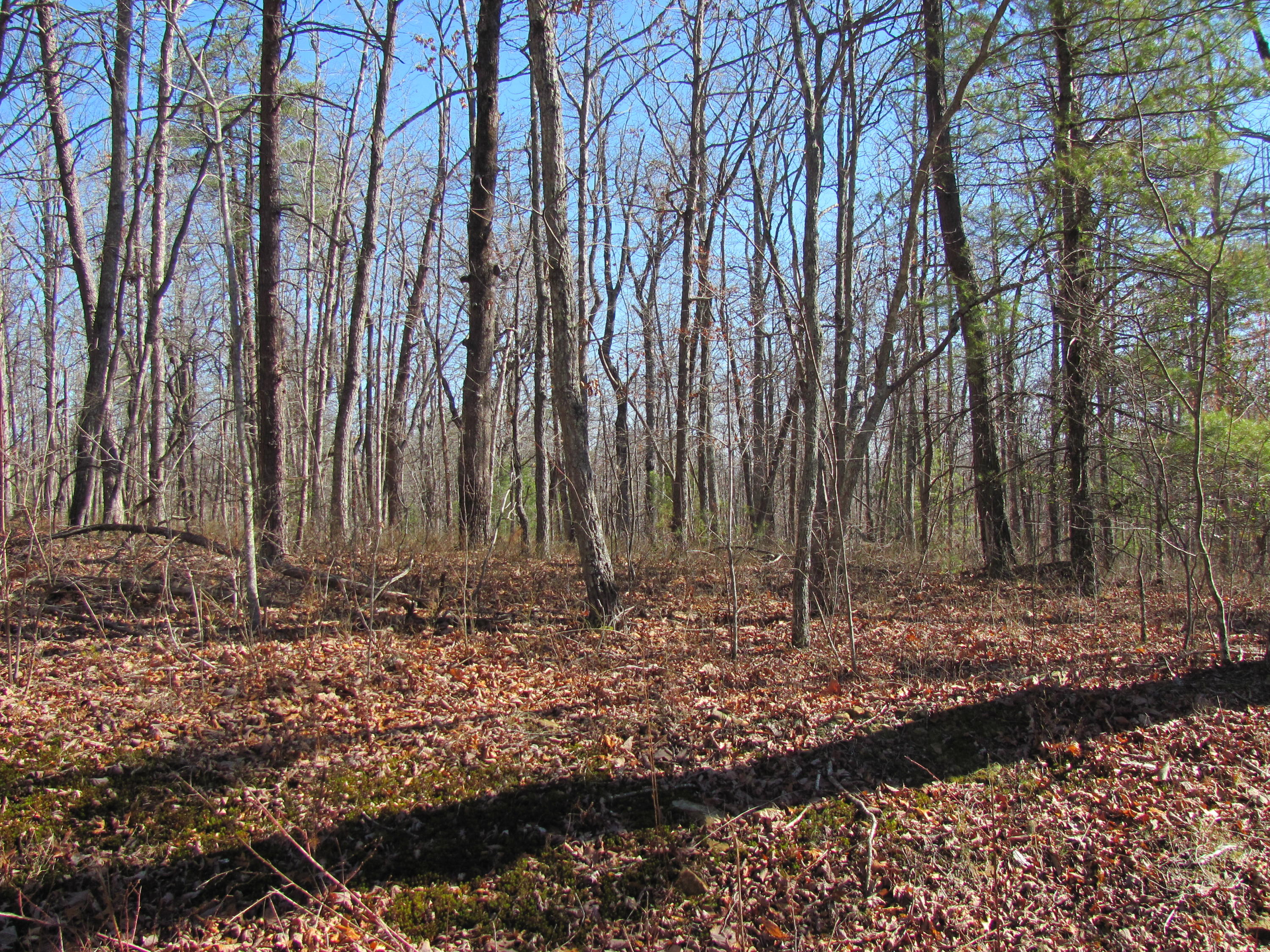137 Liverpool Circle Fairfield Glade, TN 38558 - Photo 1 of 2 lynh,mari,holy,liver 006