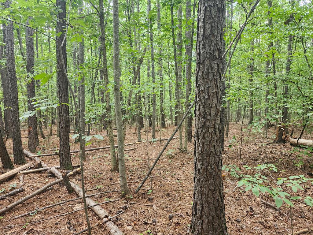 Banton Shop Road Dillwyn, VA 23936 - Photo 16 of 20 Gallery Image 16
