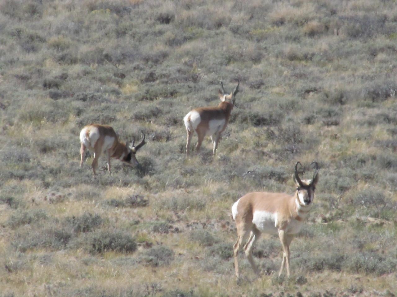 Shamrock Road Rawlins, WY 82301 - Photo 21 of 30