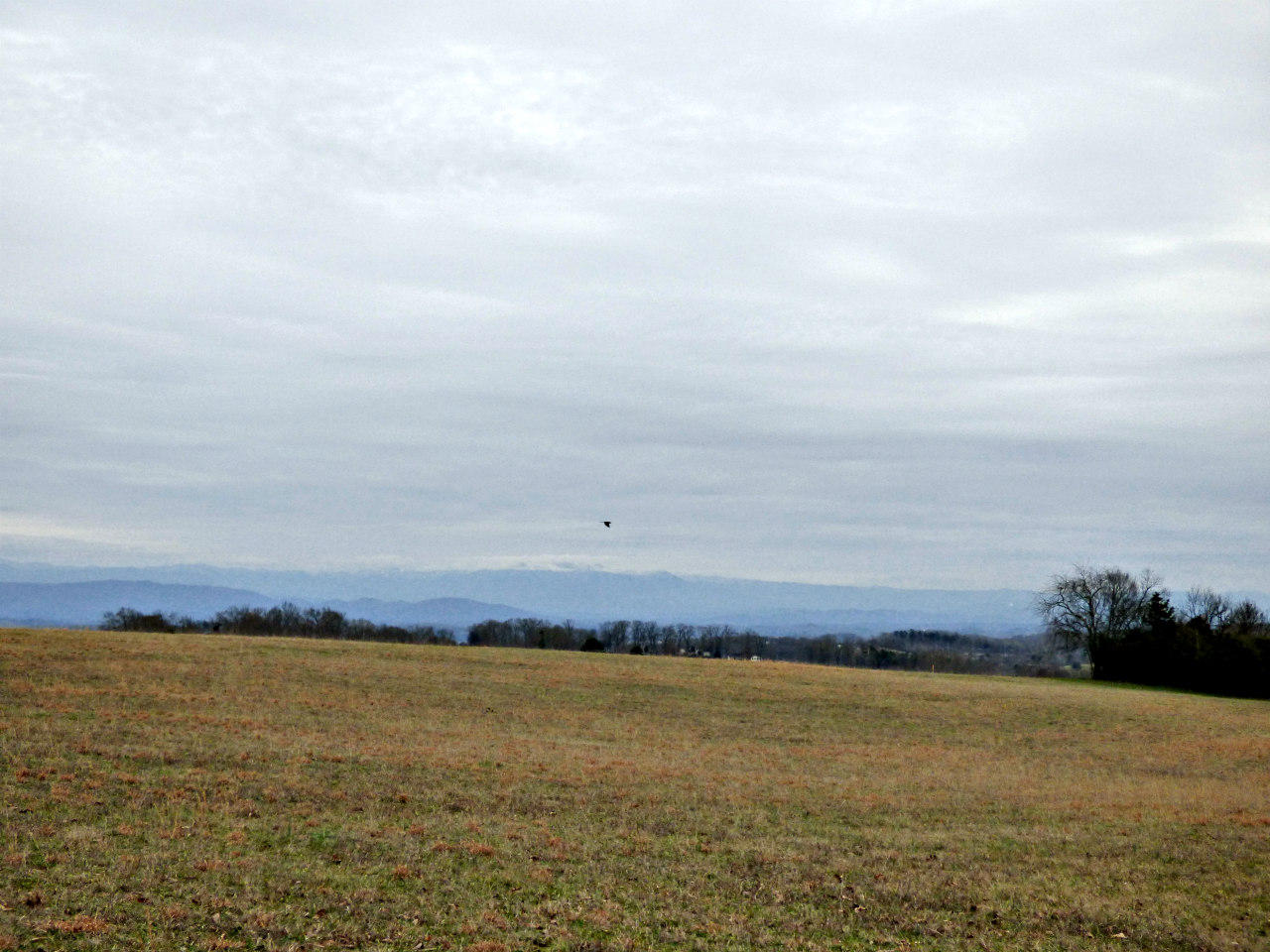 Lot 4 Valley Home Road Dandridge, TN 37725 - Photo 14 of 30 P1180159