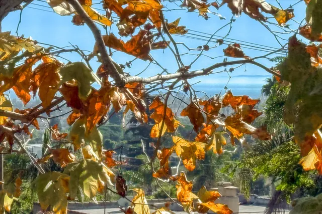 a backyard of a house