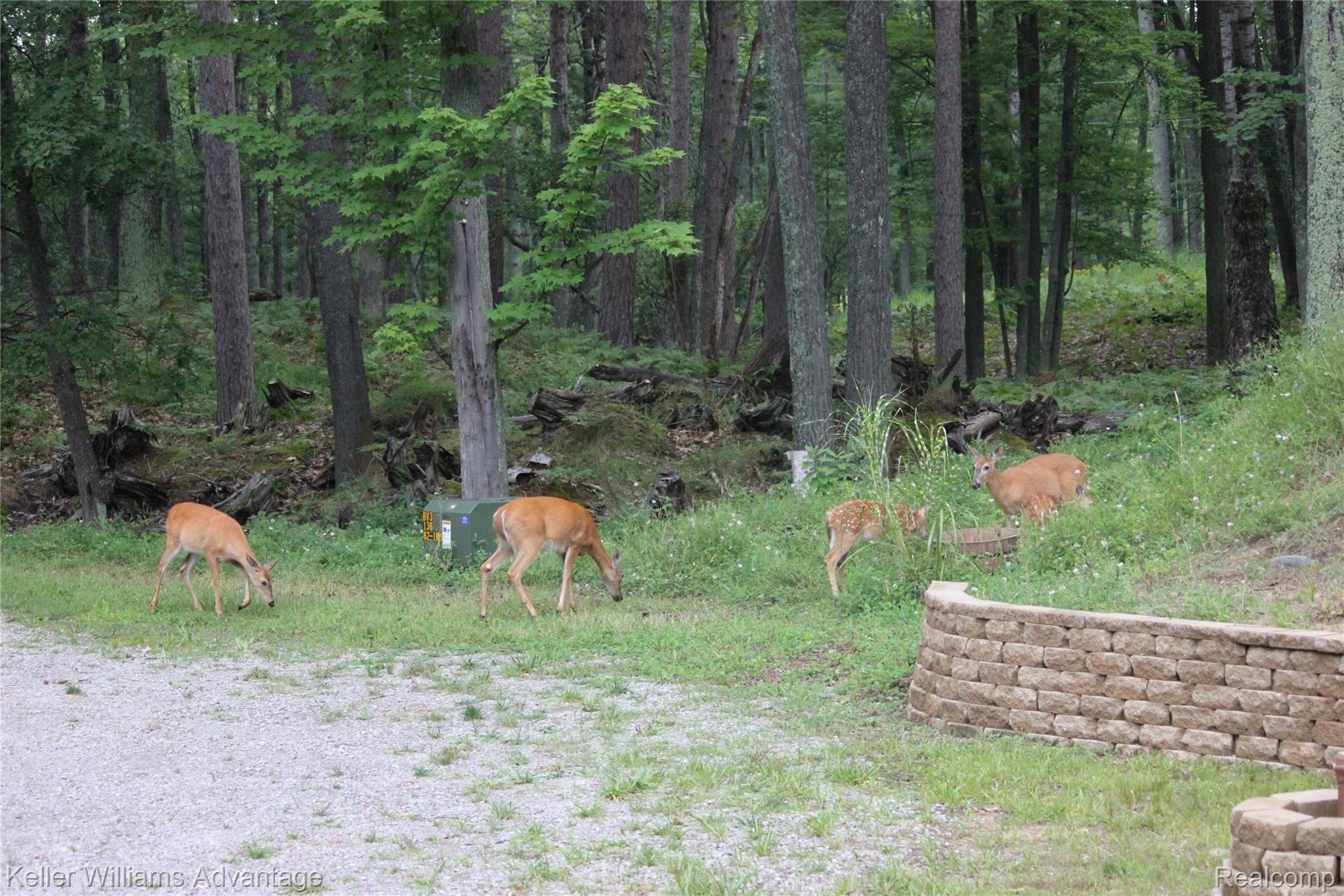 5256 Mccollum Lake Road Curran, MI 48728 - Photo 5 of 29 Deer.JPG