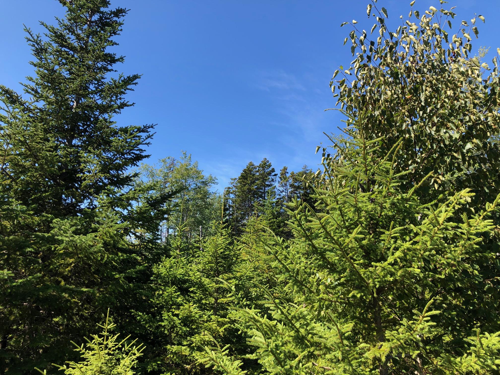 130 Bass Harbor Woods Road Bass Harbor, ME 04653 - Photo 40 of 41 Land